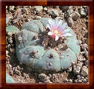 000peyote.jpg