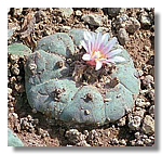 000peyote.jpg